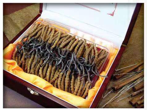 保亭冬虫夏草回收